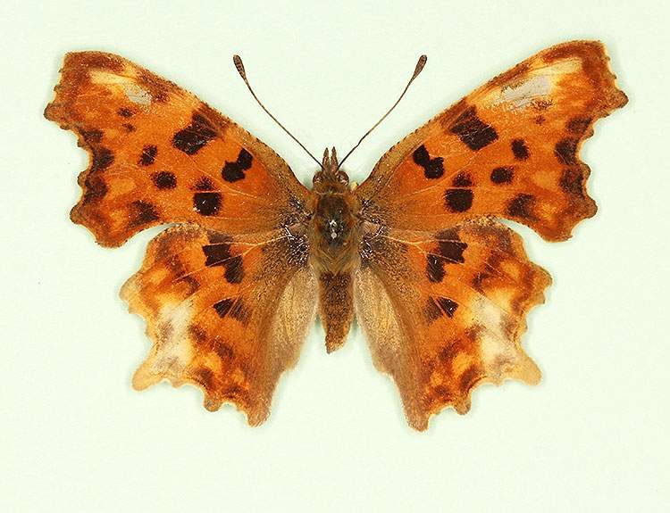 Polygonia c-album female (aberrant form nov) (Internet Image property of respective owner, non-commercial use only)